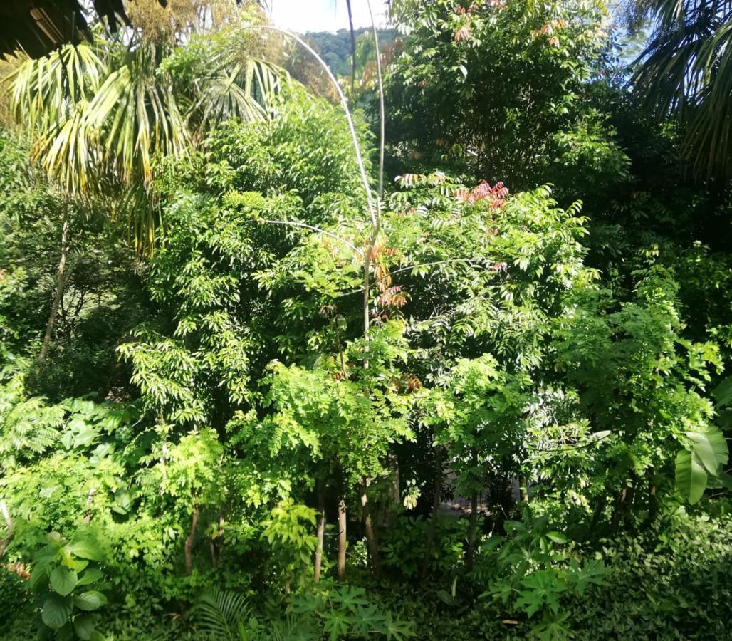 Eco Hostal Monolandia 埃尔扎伊诺 外观 照片